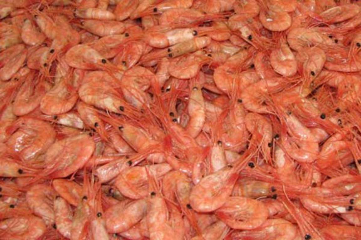 Ópilkaðar rækjur 5,0 kg