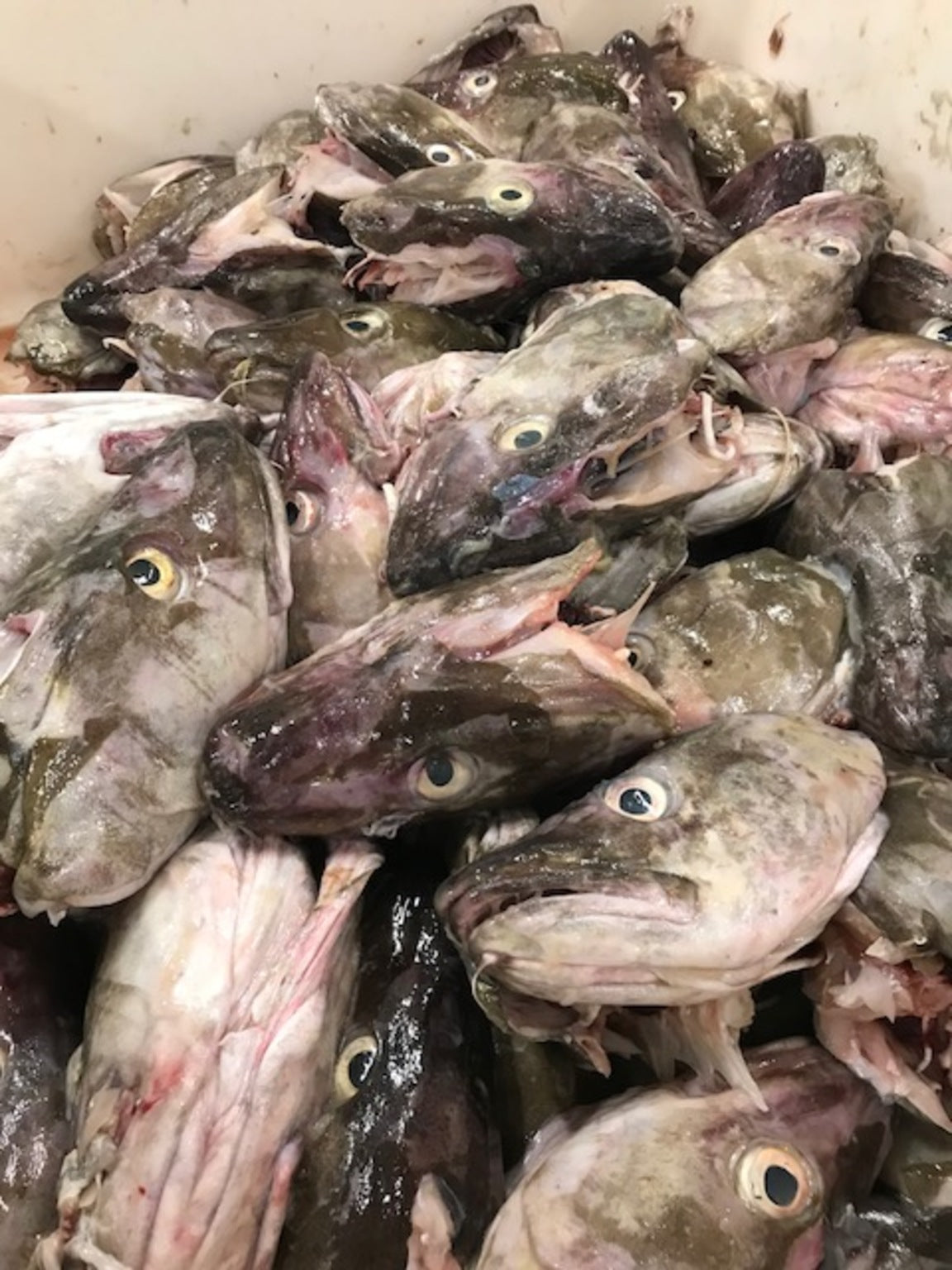 Saltkjálkar 4,0 kg