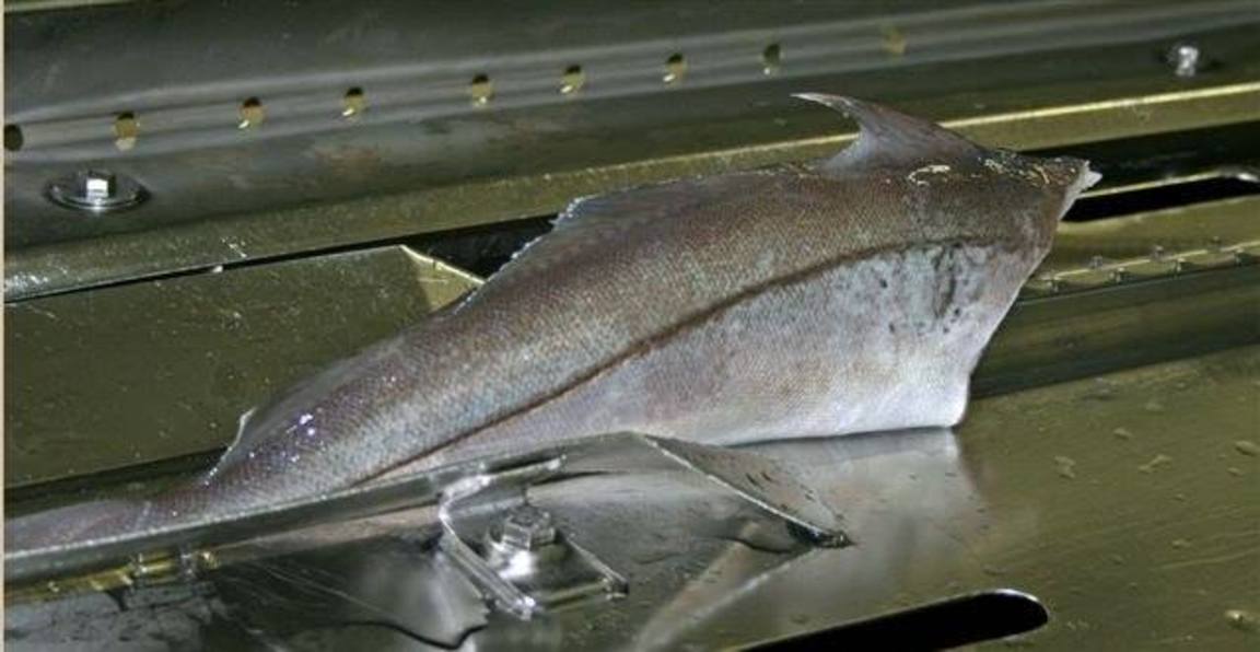 Hýsuportiónir 4,0 kg