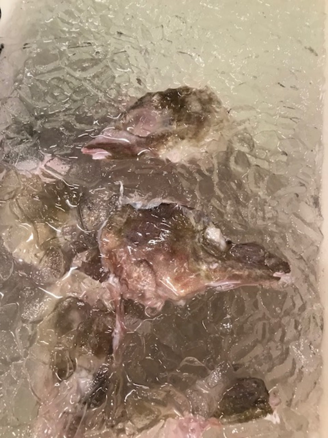 Saltkjálkar 4,0 kg
