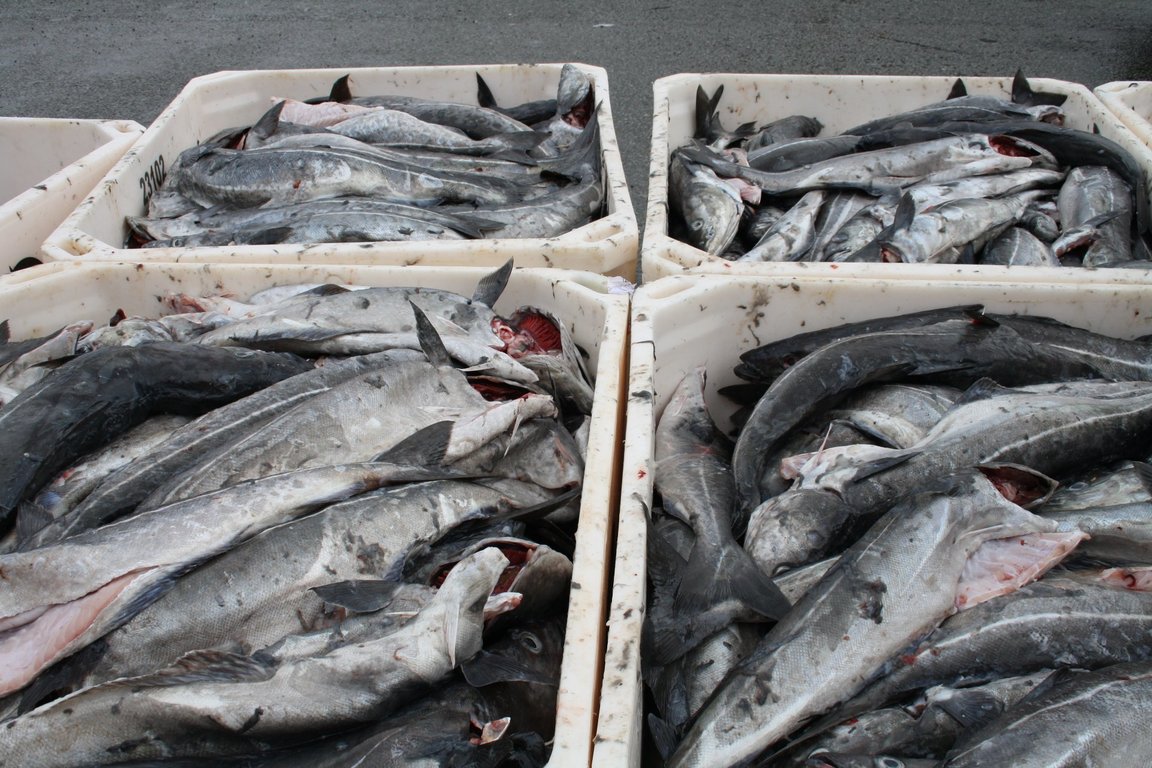 Upsaflak/portiónir 5,0 kg