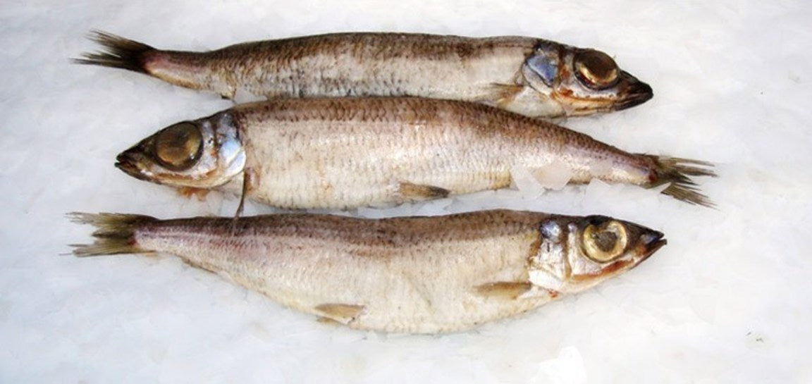 Gulllaksafars (ikki steikiklárt) 7,5 kg